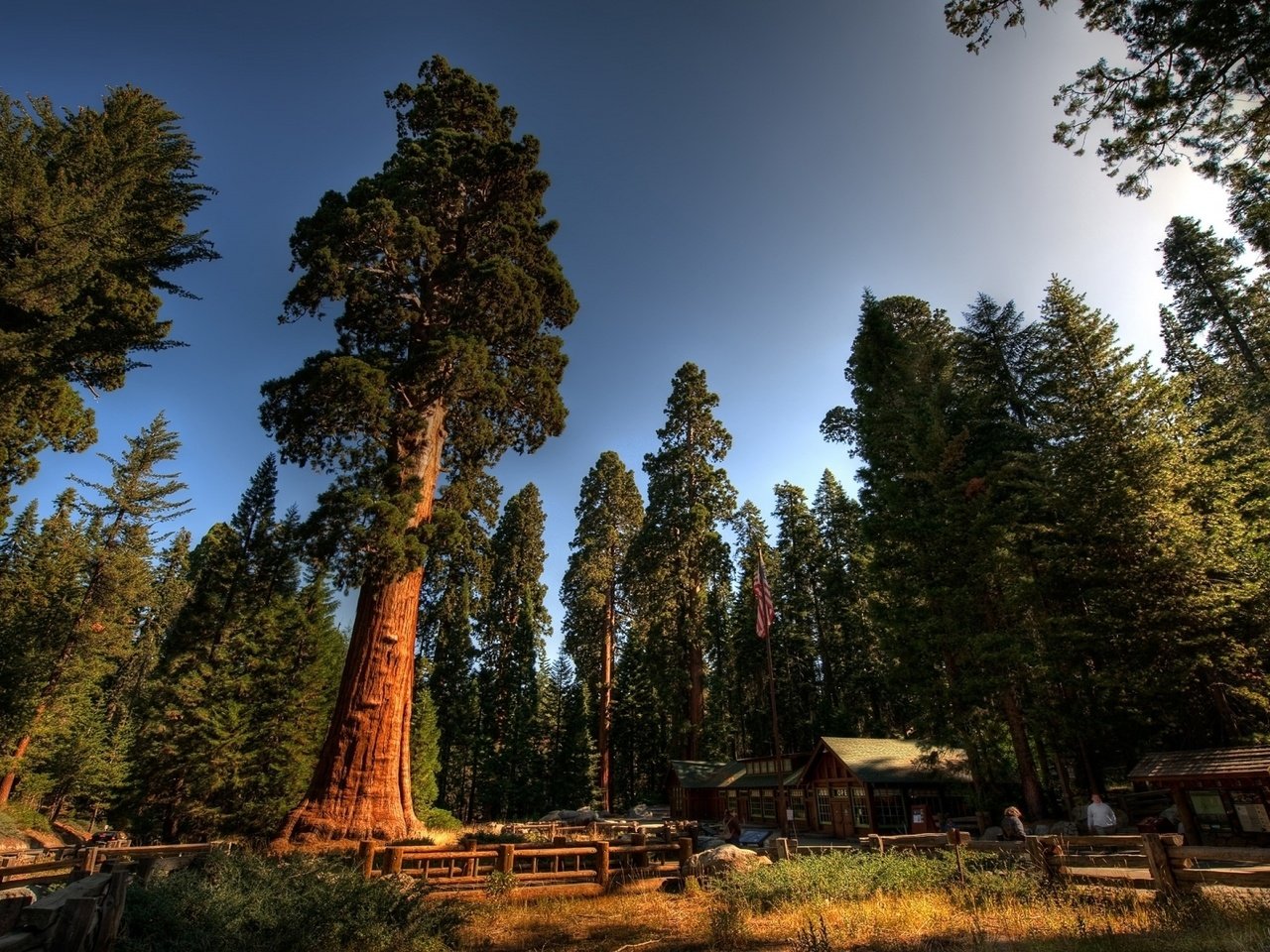 Обои деревья, лес, стволы, домики, калифорния, sequoia national park, секвойи, секвойя, национальный парк секвойя, турбаза, trees, forest, trunks, houses, ca, sequoia разрешение 1920x1080 Загрузить