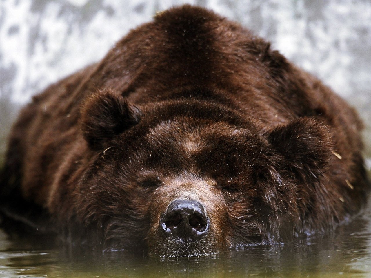 Обои морда, вода, медведь, отдых, бурый, face, water, bear, stay, brown разрешение 2560x1600 Загрузить