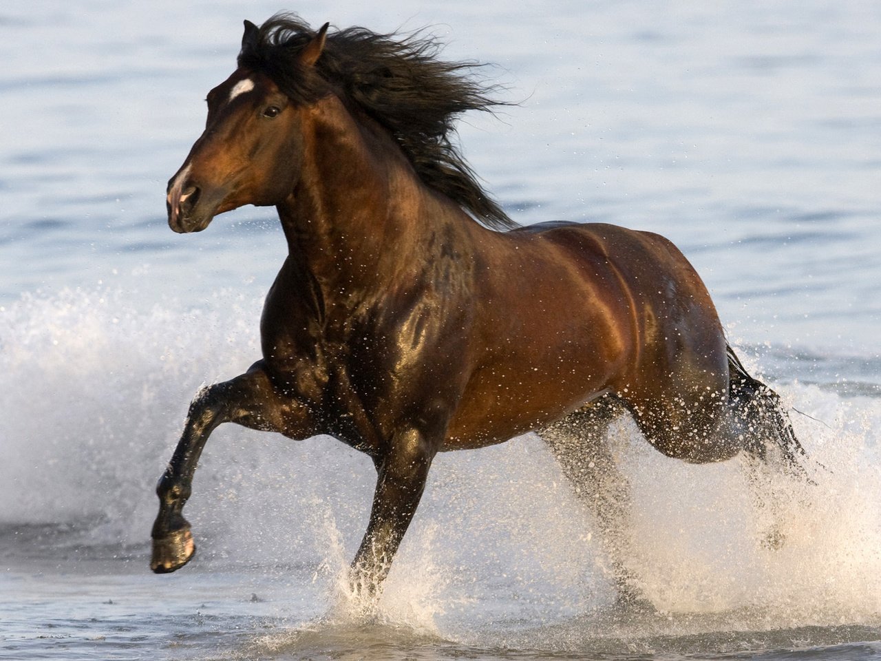 Обои вода, море, животное, конь, бег, лошадка, gee, бегут, water, sea, animal, horse, running, run разрешение 1920x1080 Загрузить