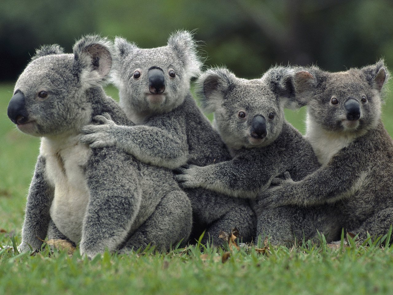 Обои трава, природа, животные, коала, сумчатые медведи, животно е, grass, nature, animals, koala, marsupials bears разрешение 1920x1080 Загрузить