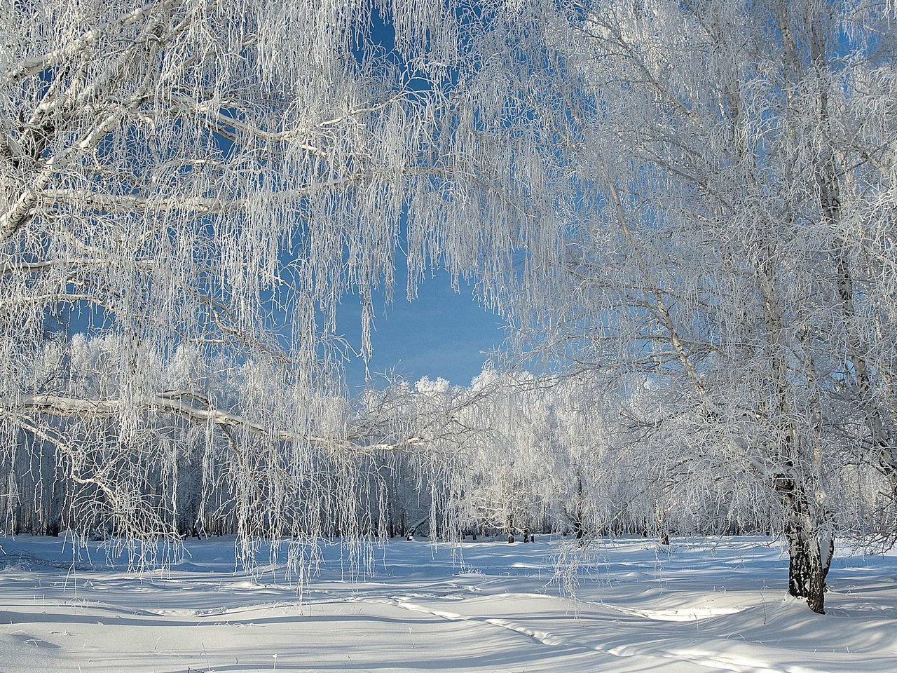 Обои снег, лес, зима, иней, snow, forest, winter, frost разрешение 1920x1200 Загрузить