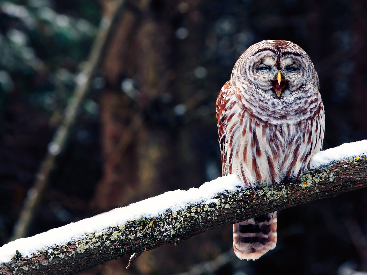 Обои сова, ветка, птица, клюв, зевает, филин, owl, branch, bird, beak, yawns разрешение 1920x1200 Загрузить