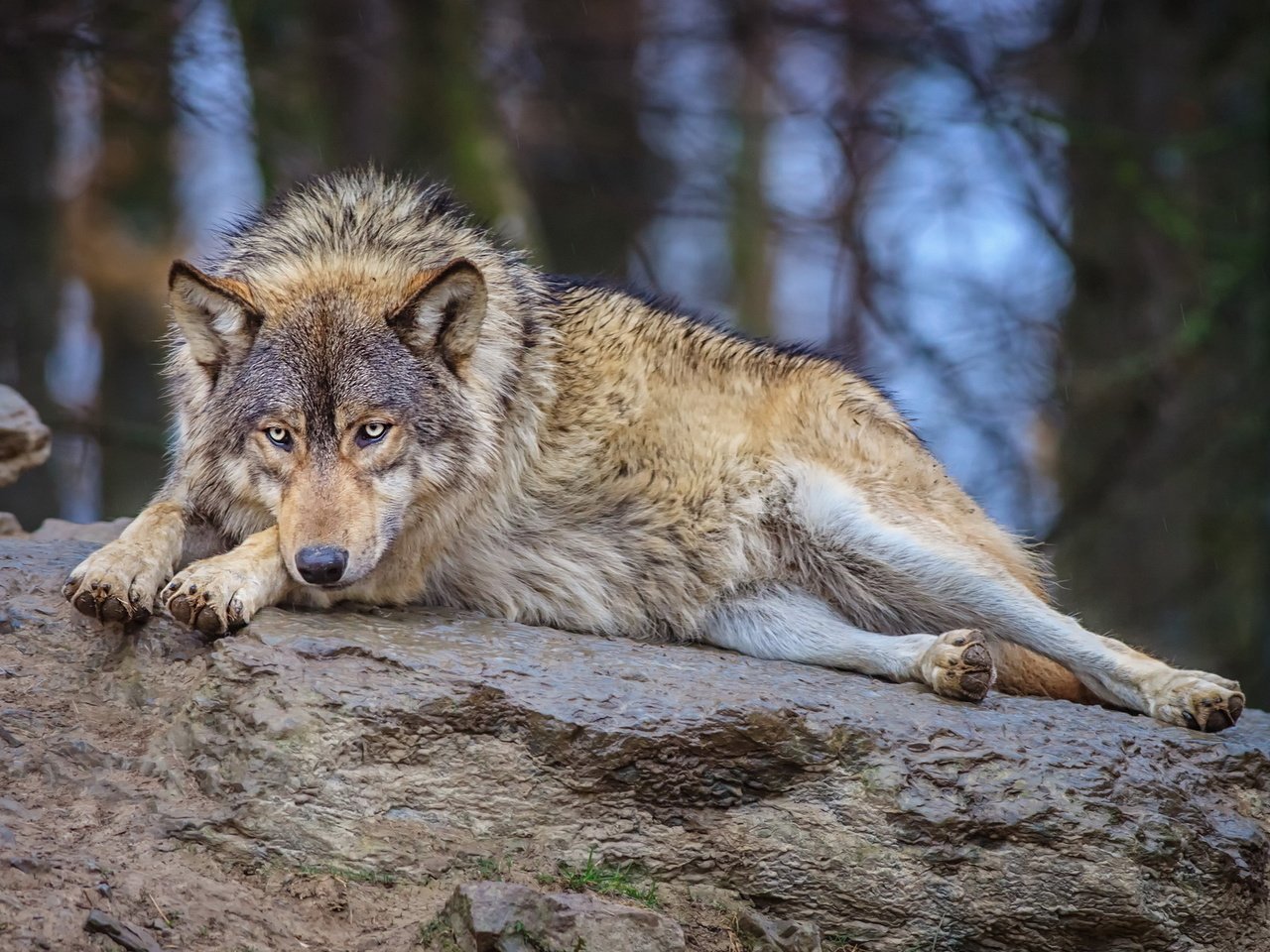 Обои природа, лес, взгляд, лежит, хищник, камень, волк, nature, forest, look, lies, predator, stone, wolf разрешение 1920x1200 Загрузить