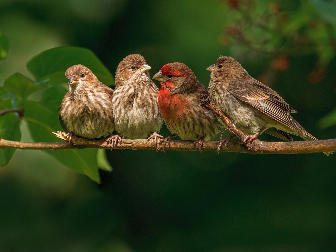 Обои ветка, природа, листья, птицы, птички, зяблики, branch, nature, leaves, birds, finches разрешение 1920x1200 Загрузить