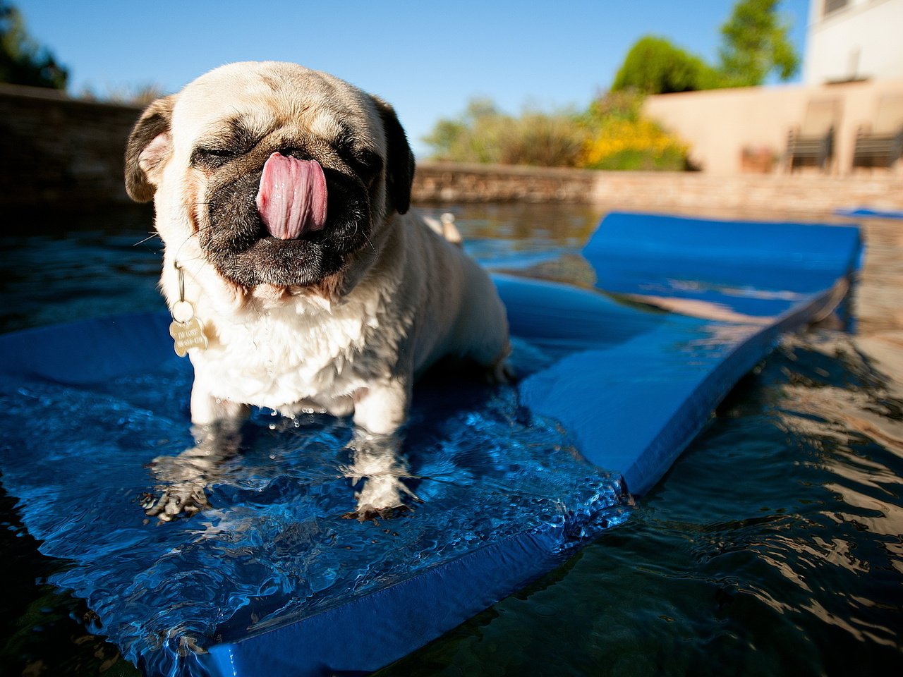 Обои вода, собака, бассейн, язык, мопс, коврик, water, dog, pool, language, pug, mat разрешение 2560x1600 Загрузить