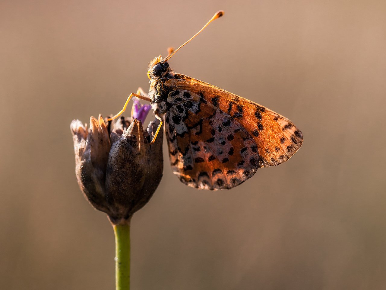 Обои макро, цветок, бабочка, крылья, насекомые, macro, flower, butterfly, wings, insects разрешение 1920x1200 Загрузить