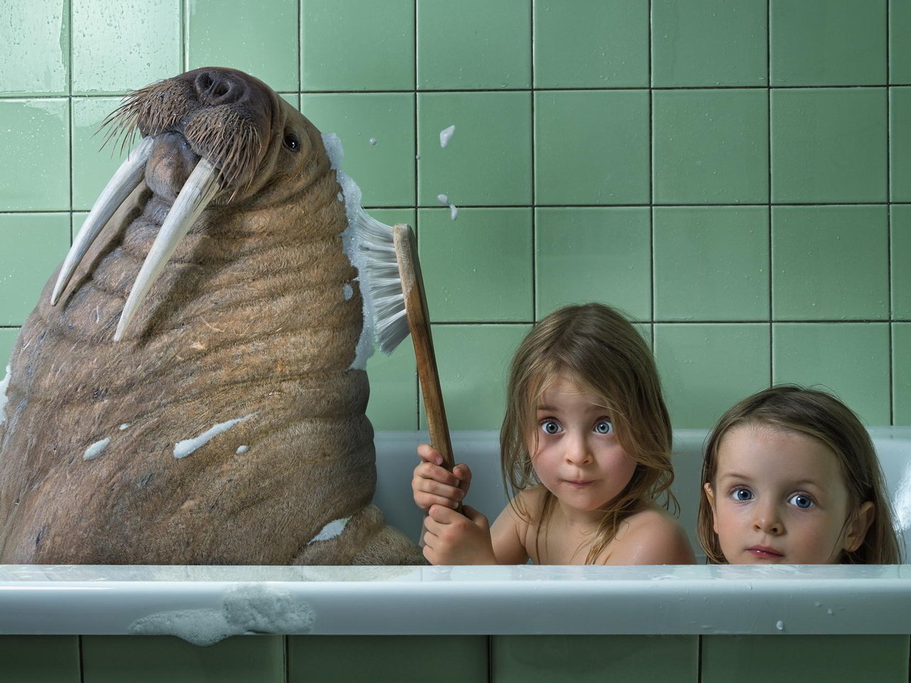 Обои животные, дети, юмор, ванна, морж, animals, children, humor, bath, walrus разрешение 1920x1200 Загрузить