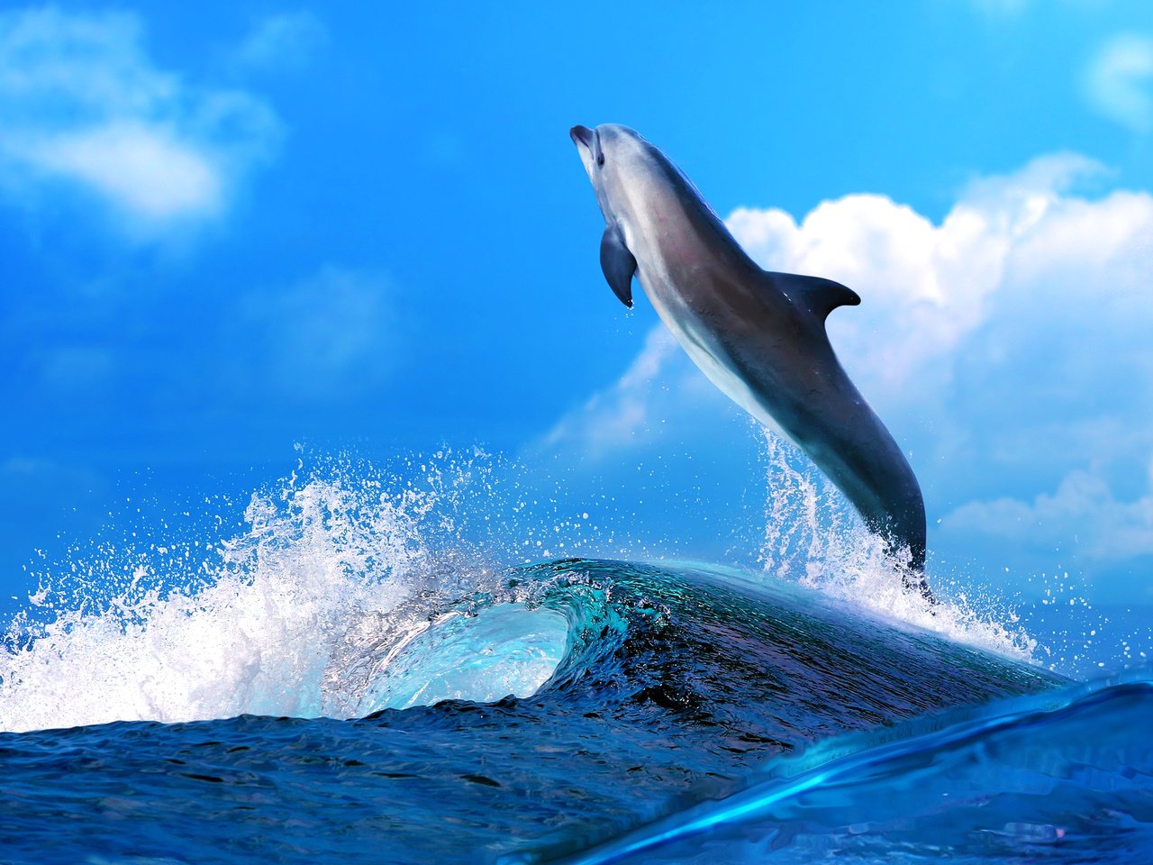 Обои небо, вода, море, животные, океан, голубая, голубое, дельфин, the sky, water, sea, animals, the ocean, blue, dolphin разрешение 5000x3140 Загрузить