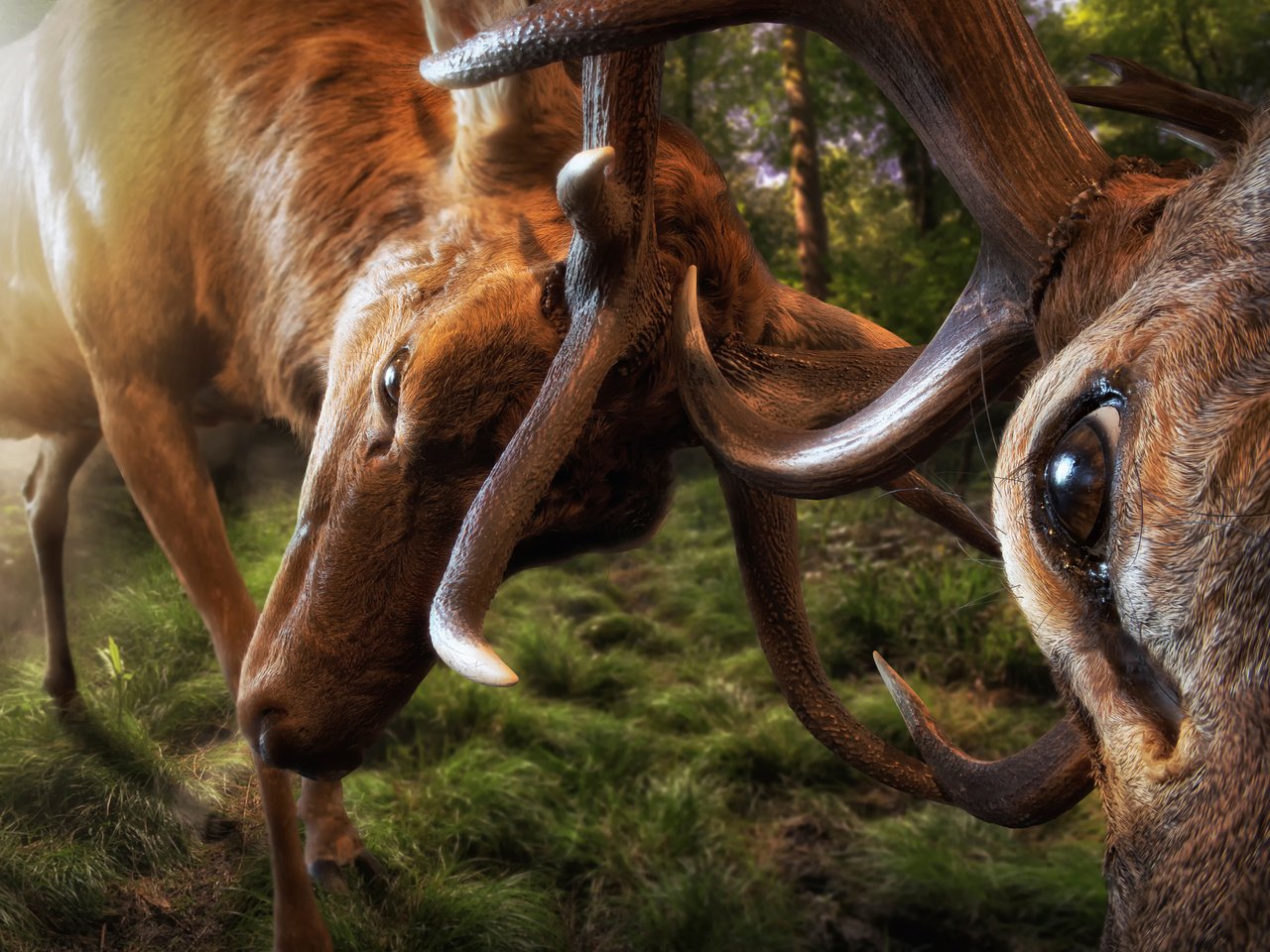 Обои битва, рога, олени, battle, horns, deer разрешение 2000x1335 Загрузить