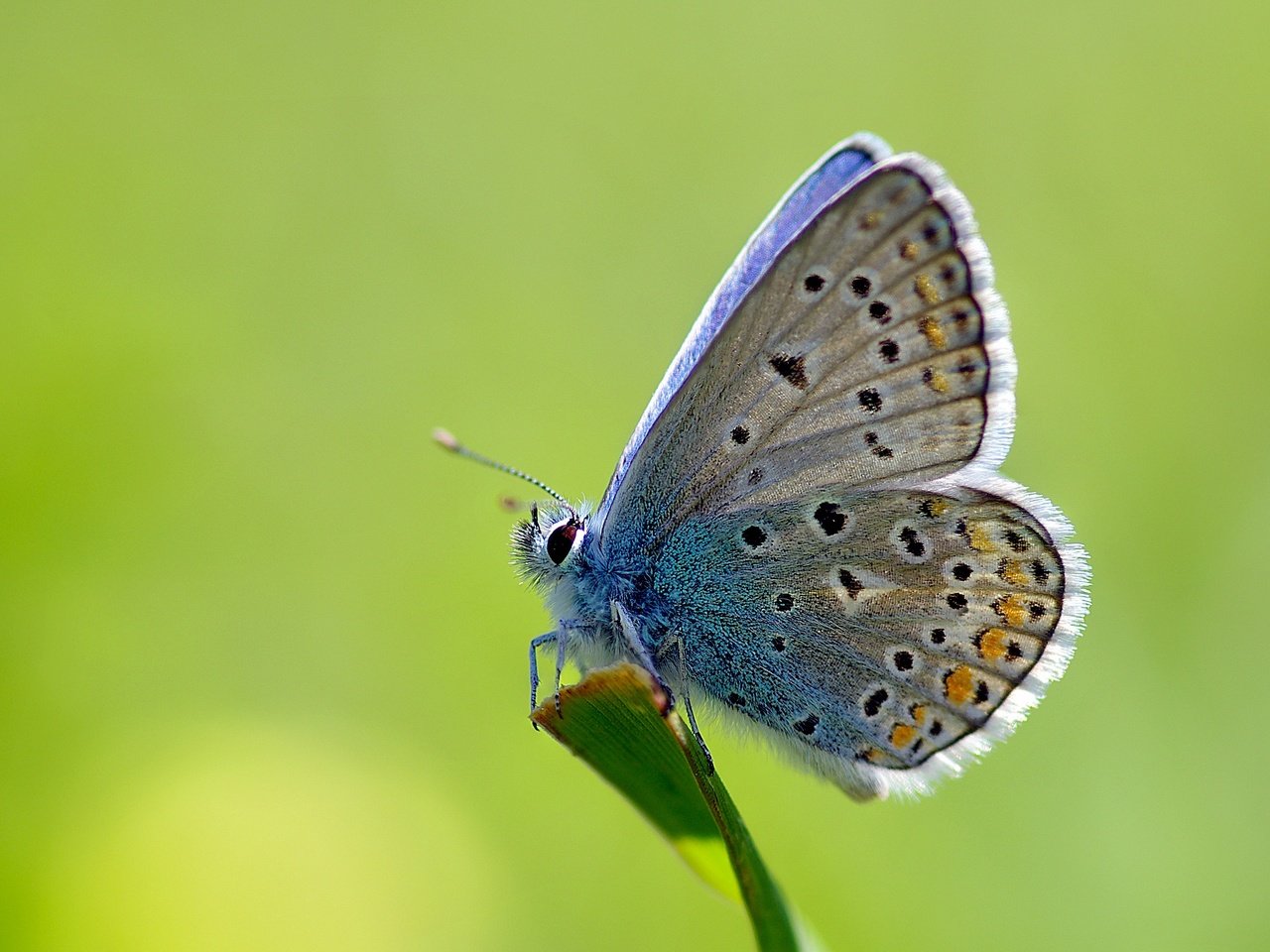 Обои трава, макро, насекомое, бабочка, стебель, ziva & amir, common blue, голубянка икар, grass, macro, insect, butterfly, stem, polyommatus icarus разрешение 3383x2317 Загрузить