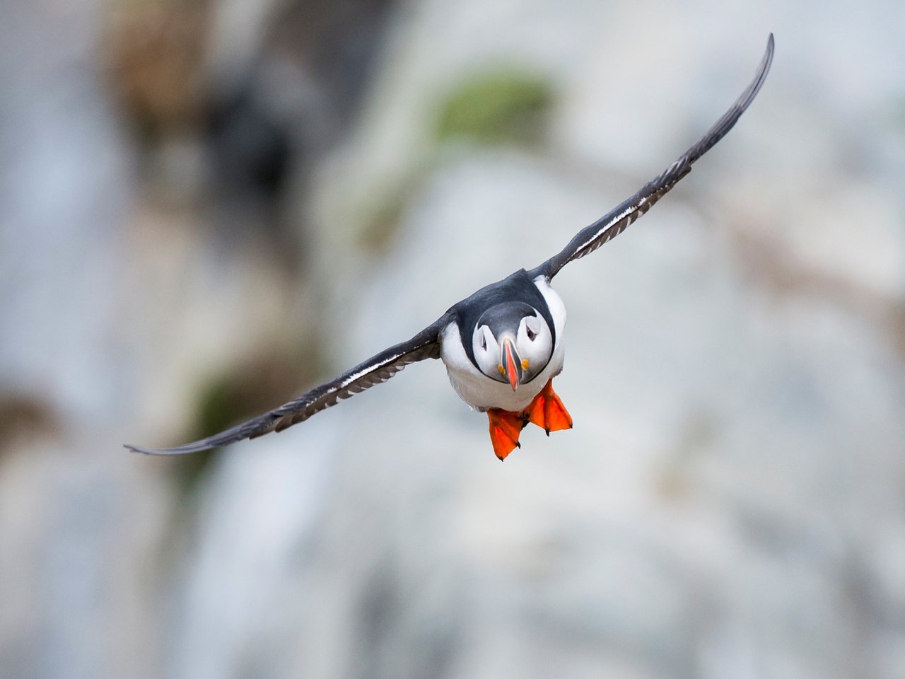 Обои полет, крылья, птица, клюв, тупик, атлантический тупик, puffin, flight, wings, bird, beak, stalled, atlantic puffin разрешение 2048x1461 Загрузить