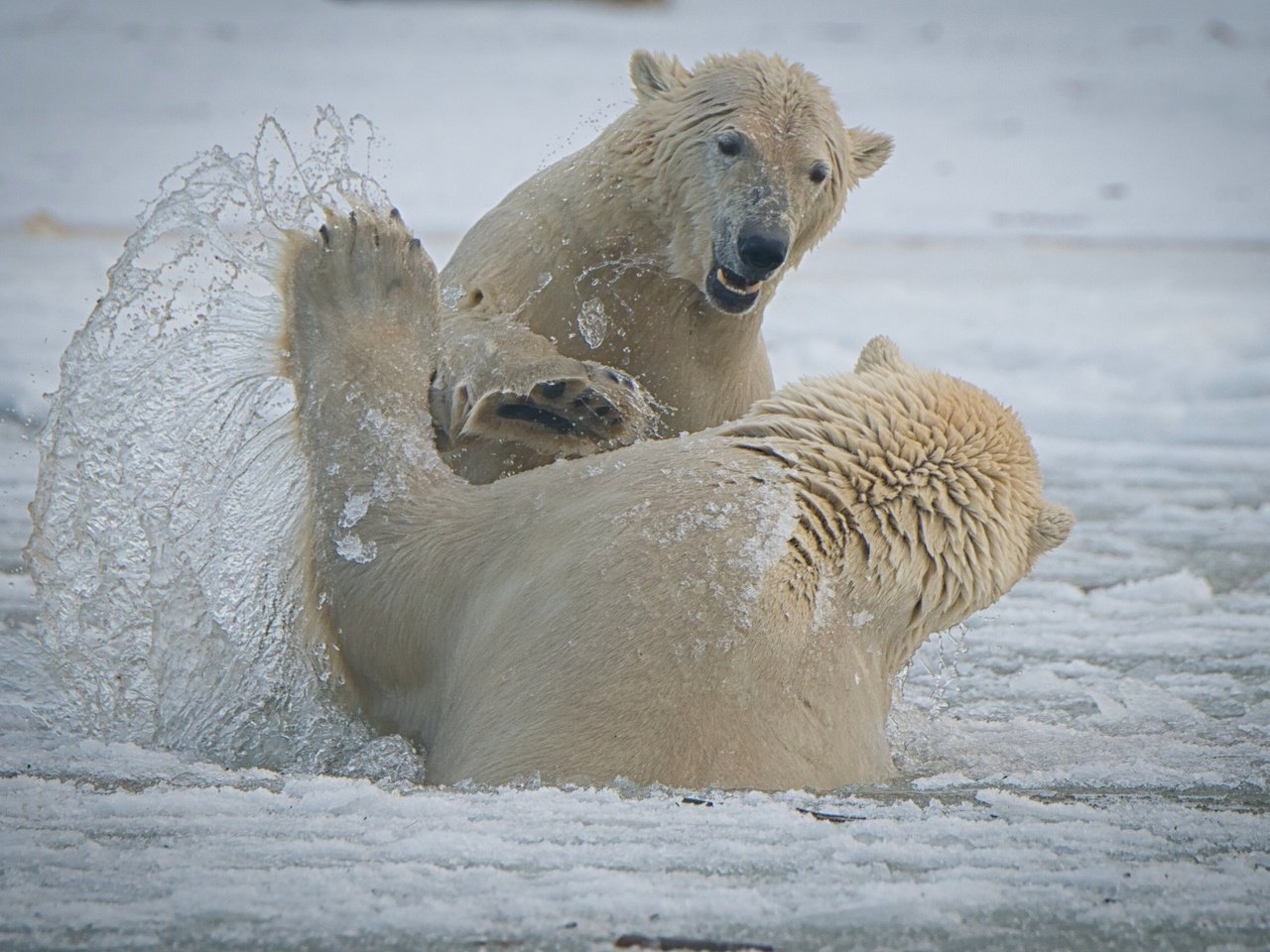 Обои брызги, медведи, аляска, белые медведи, национальный арктический заповедник, arctic national wildlife refuge, спарринг, squirt, bears, alaska, polar bears, the arctic national reserve, sparring разрешение 2560x1709 Загрузить