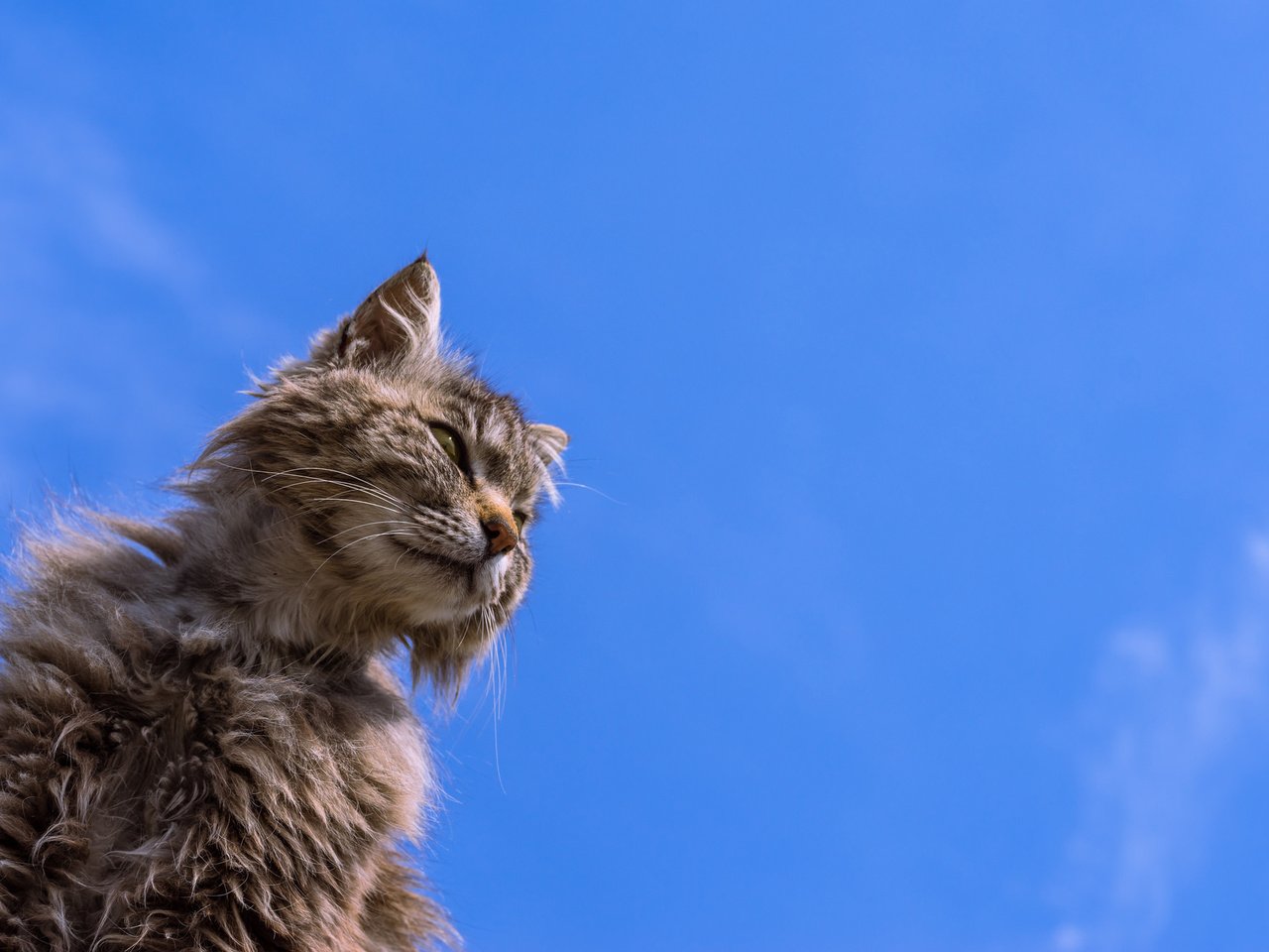 Обои фон, кот, кошак, потрепанный, background, cat, koshak, shabby разрешение 2048x1333 Загрузить