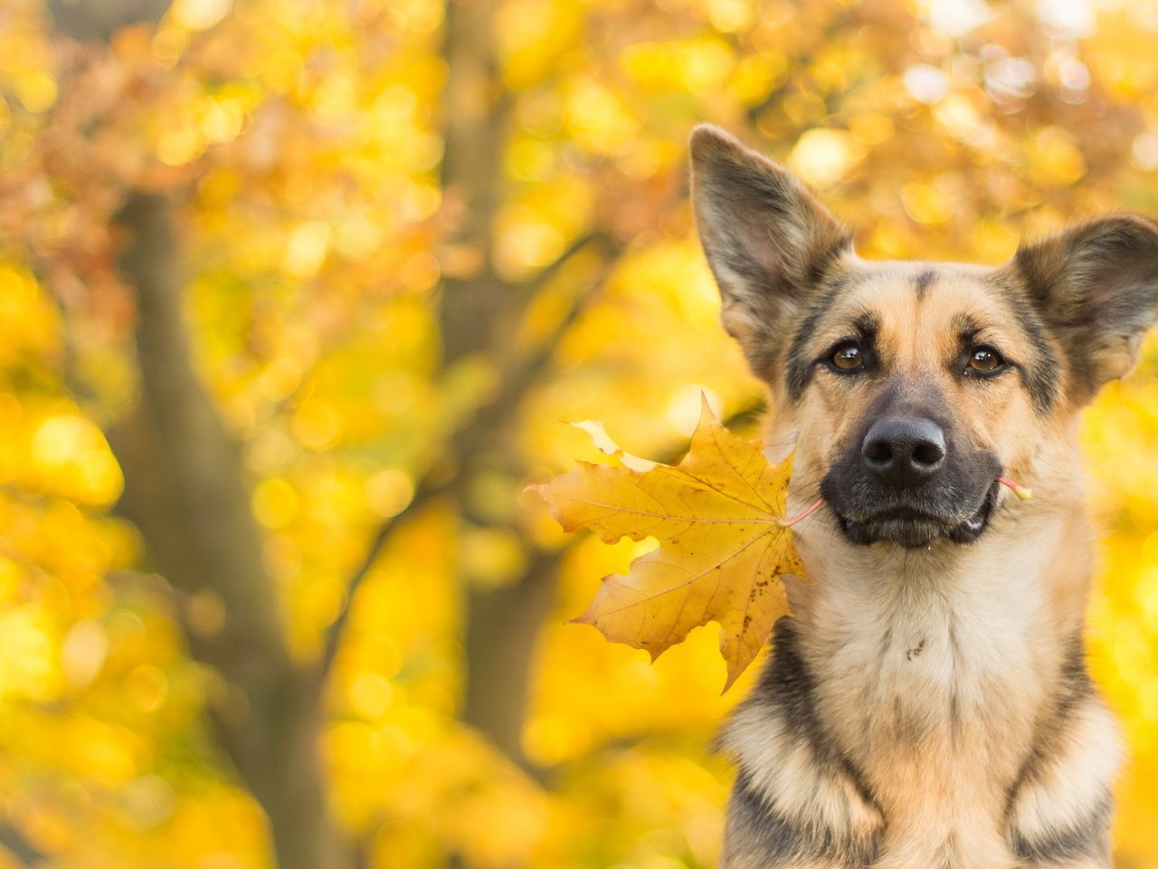 Обои взгляд, осень, собака, друг, немецкая овчарка, овчарка, look, autumn, dog, each, german shepherd, shepherd разрешение 3731x2196 Загрузить