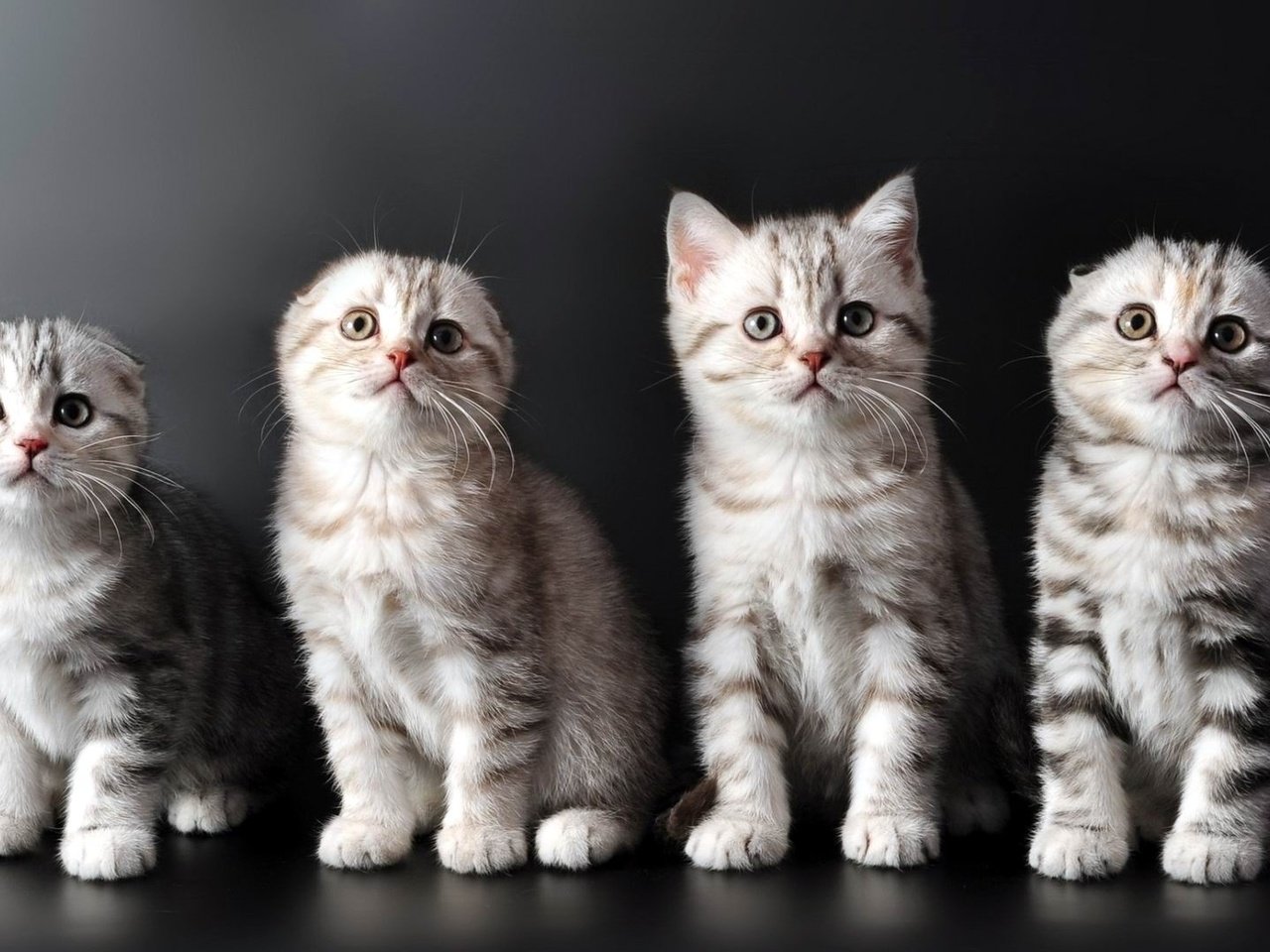 Обои котята, шотланские, веслоухие, kittens, shotlanskogo, islohia разрешение 1920x1080 Загрузить