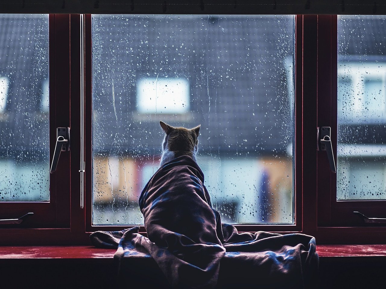 Обои кот, капли, кошка, дождь, окно, стекло, одеяло, cat, drops, rain, window, glass, blanket разрешение 2048x1365 Загрузить