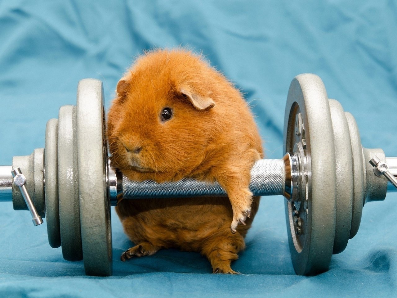 Обои креатив, хомяк, гантели, creative, hamster, dumbbells разрешение 2560x1600 Загрузить