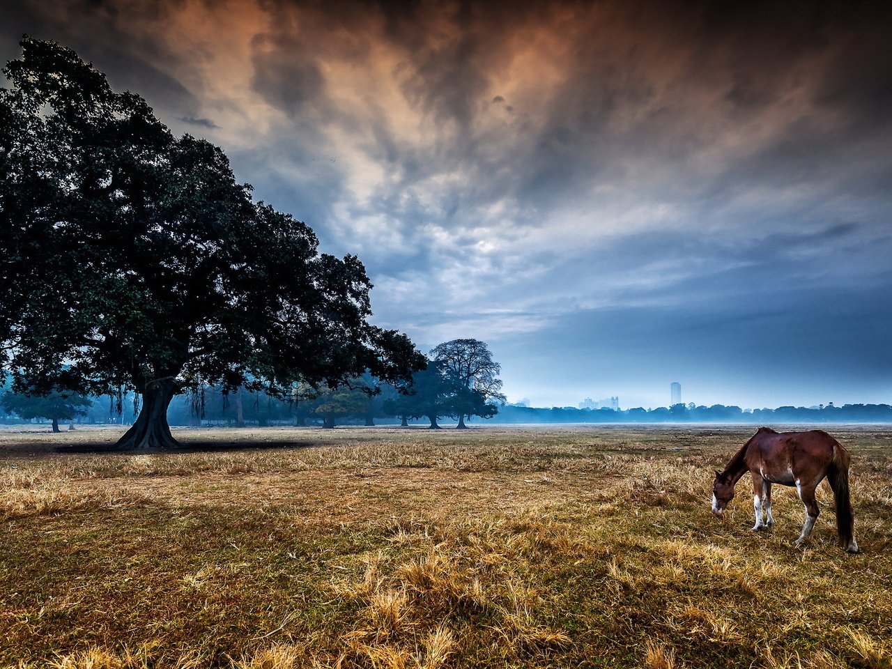 Обои лошадь, дерево, пейзаж, утро, конь, horse, tree, landscape, morning разрешение 2048x1141 Загрузить