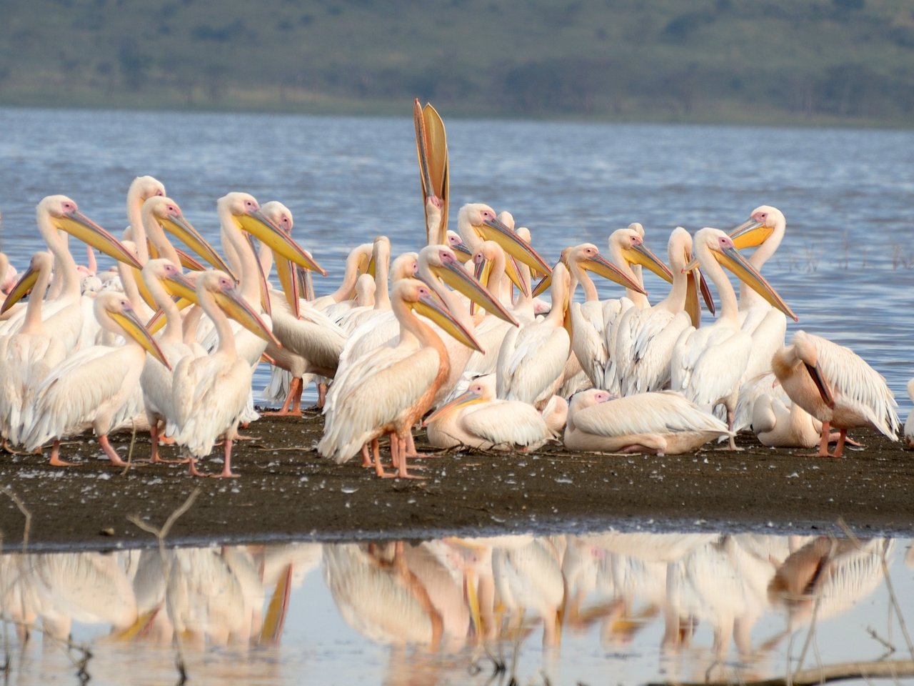 Обои птицы, пеликаны, birds, pelicans разрешение 2541x2147 Загрузить
