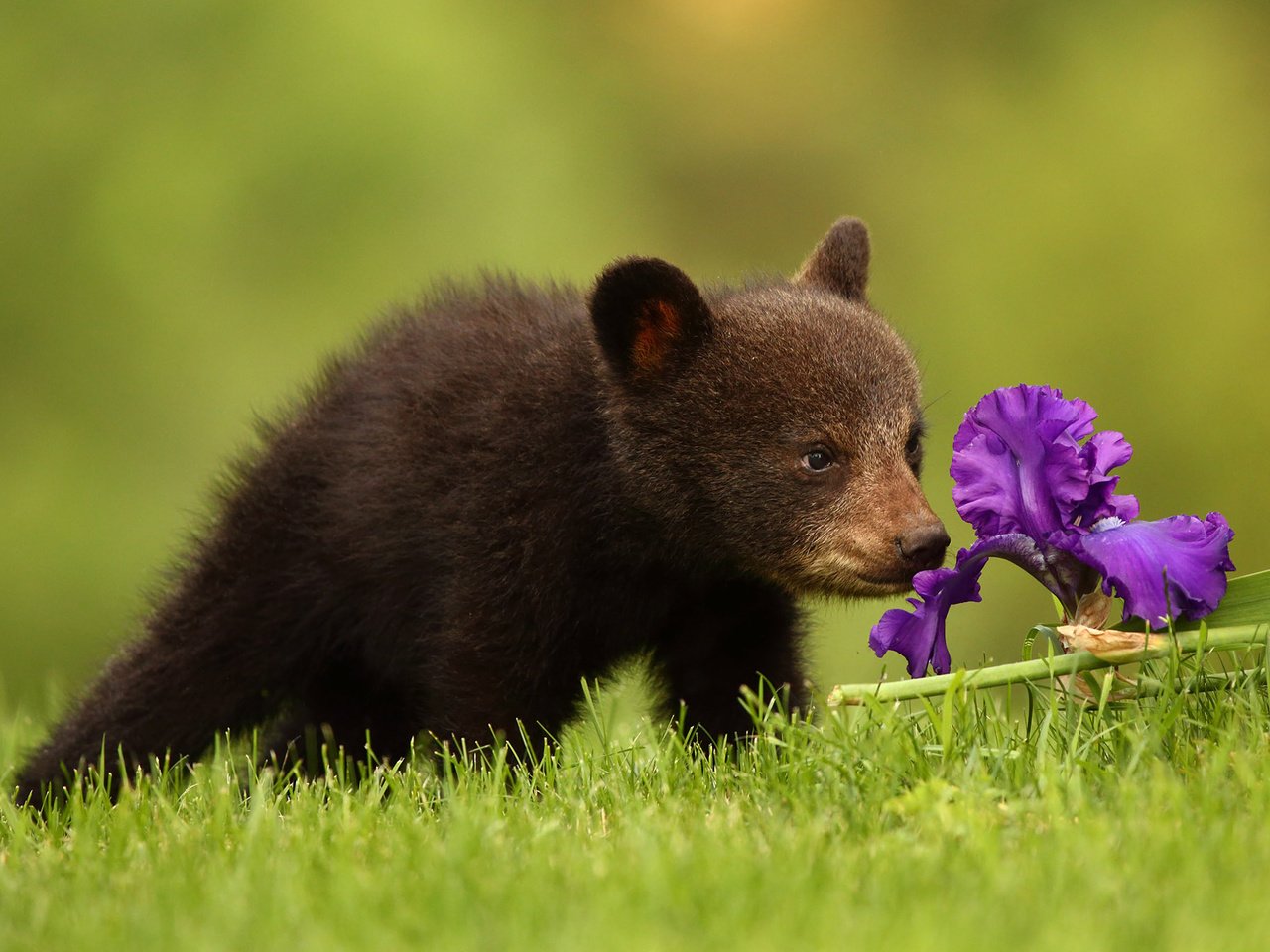 Обои цветок, медведь, медвежонок, ирис, барибал, чёрный медведь, flower, bear, iris, baribal, black bear разрешение 2048x1365 Загрузить