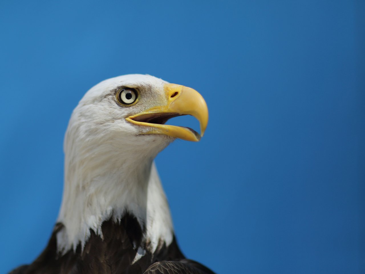 Обои птаха, небо, взгляд, орел, профиль, птица, клюв, белоголовый орлан, голубое небо, the sky, look, eagle, profile, bird, beak, bald eagle, blue sky разрешение 2048x1536 Загрузить