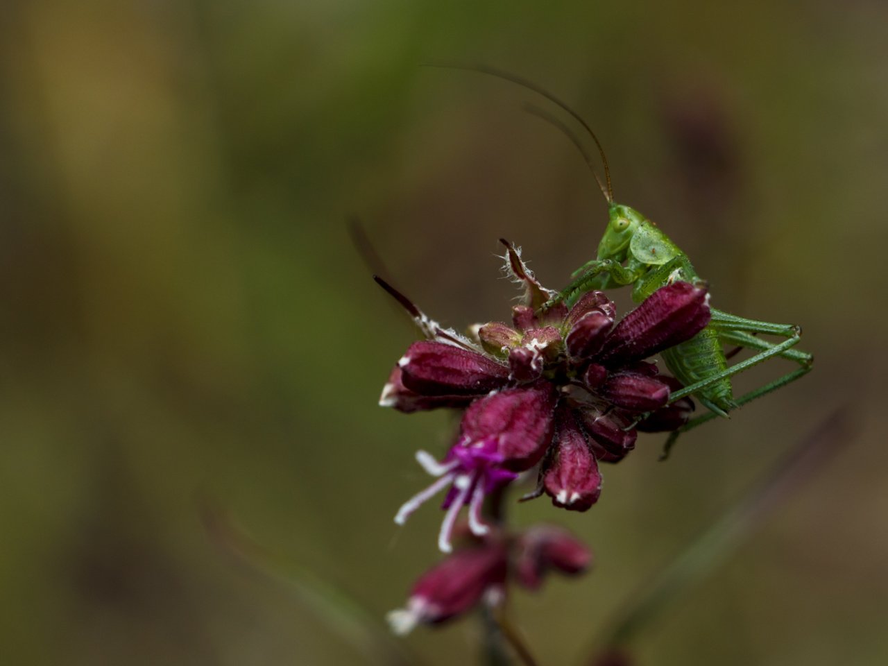 Обои цветы, природа, зелёный, макро, насекомое, размытость, кузнечик, flowers, nature, green, macro, insect, blur, grasshopper разрешение 3433x2289 Загрузить