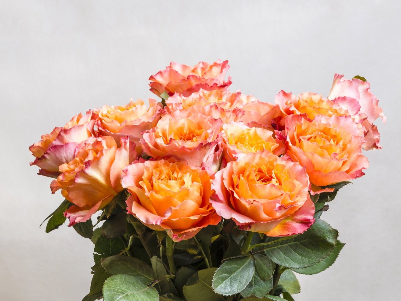 Обои розы, букет, оранжевые, роз, roses, bouquet, orange разрешение 4500x3003 Загрузить
