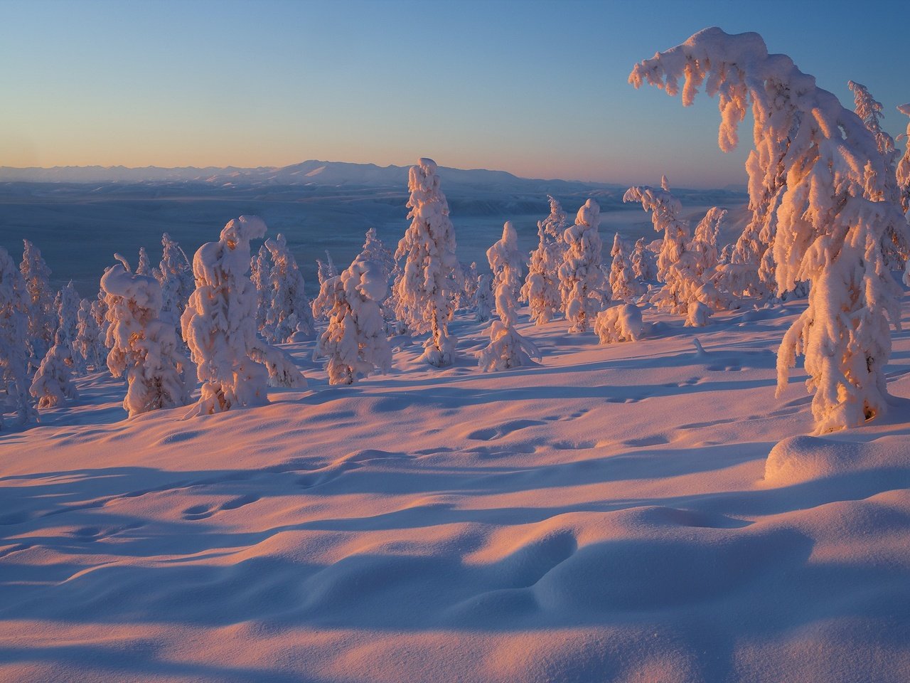 Обои деревья, снег, зима, россия, владимир рябков, якутия, trees, snow, winter, russia, vladimir ryabkov, yakutia разрешение 2400x1600 Загрузить