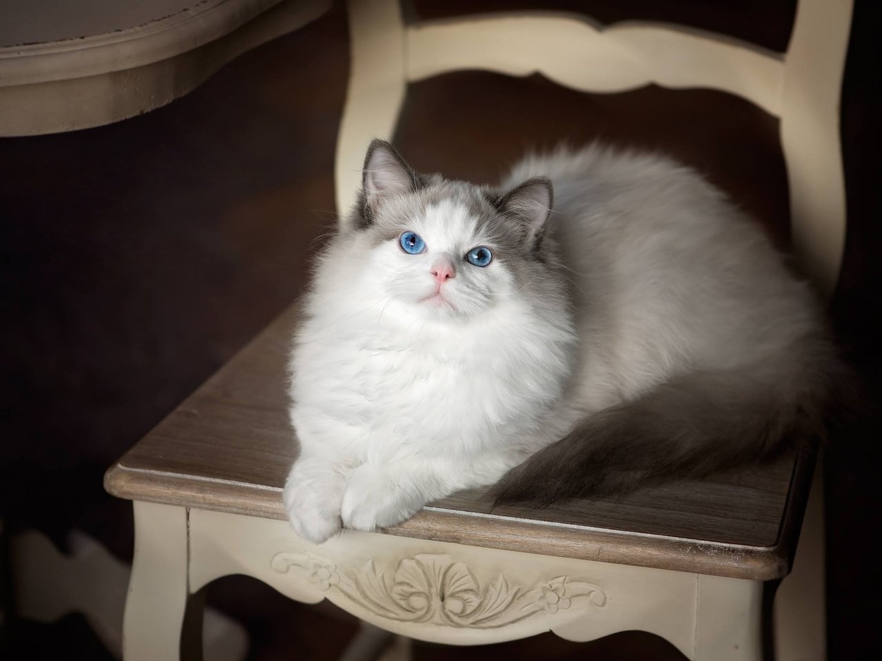 Обои кошка, взгляд, стул, голубые глаза, рэгдолл, cat, look, chair, blue eyes, ragdoll разрешение 1920x1448 Загрузить