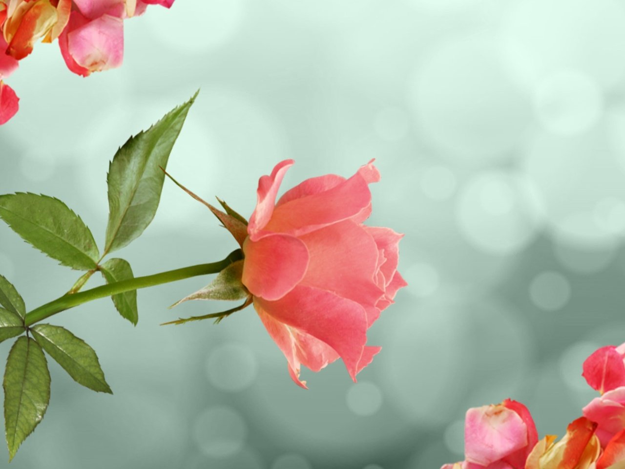 Обои цветок, роза, лепестки, нежность, flower, rose, petals, tenderness разрешение 1920x1080 Загрузить