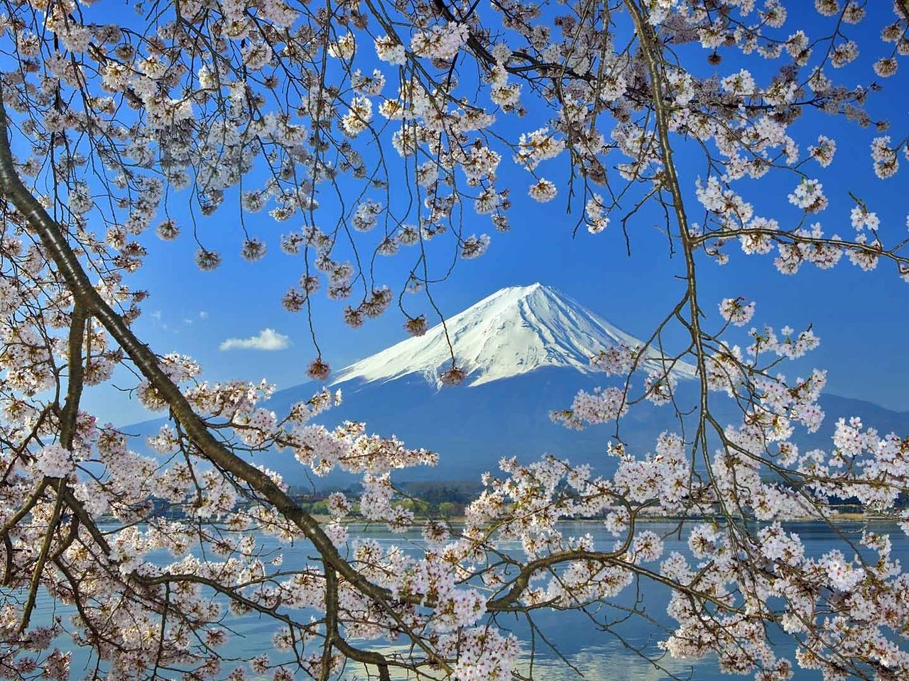 Обои цветение, гора, япония, весна, фудзияма, flowering, mountain, japan, spring, fuji разрешение 1920x1080 Загрузить