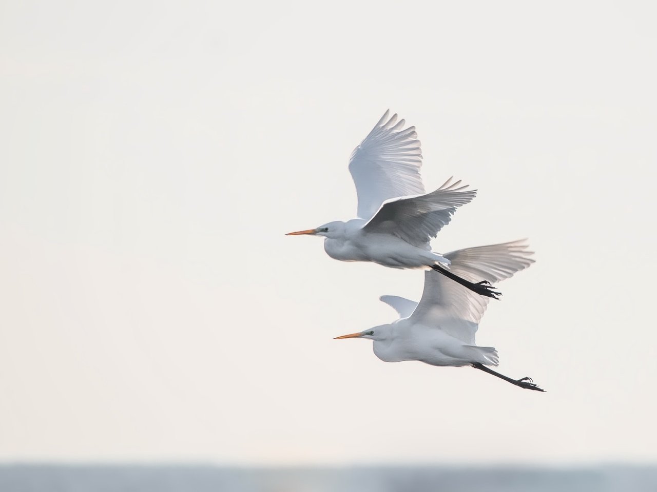 Обои небо, полет, крылья, птицы, цапля, the sky, flight, wings, birds, heron разрешение 2500x1669 Загрузить