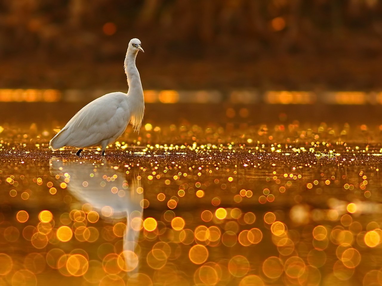 Обои озеро, природа, блики, птица, клюв, цапля, tahir abbas, lake, nature, glare, bird, beak, heron разрешение 1920x1236 Загрузить