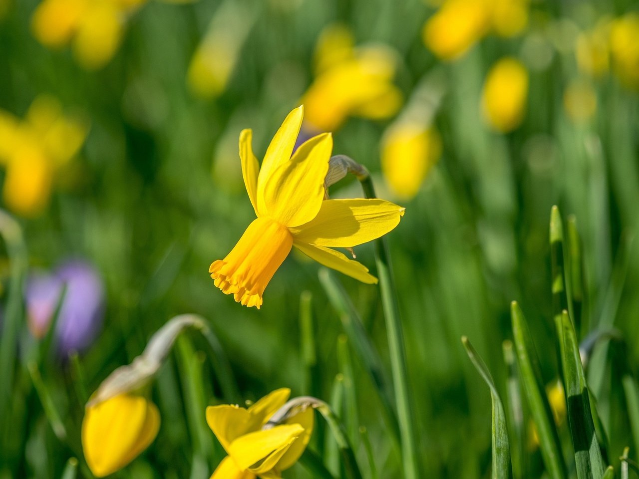 Обои цветы, желтый, весна, нарцисс, flowers, yellow, spring, narcissus разрешение 2048x1366 Загрузить