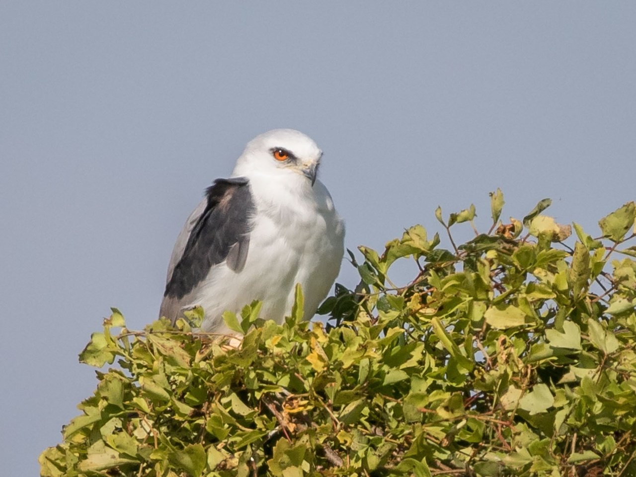 Обои дерево, листья, птица, коршун, белохвостый коршун, tree, leaves, bird, kite, white-tailed kite разрешение 2000x1333 Загрузить