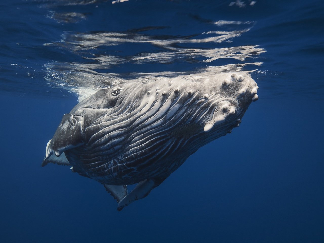 Обои кит, подводный мир, горбатый кит, kit, underwater world, humpback whale разрешение 2560x1600 Загрузить