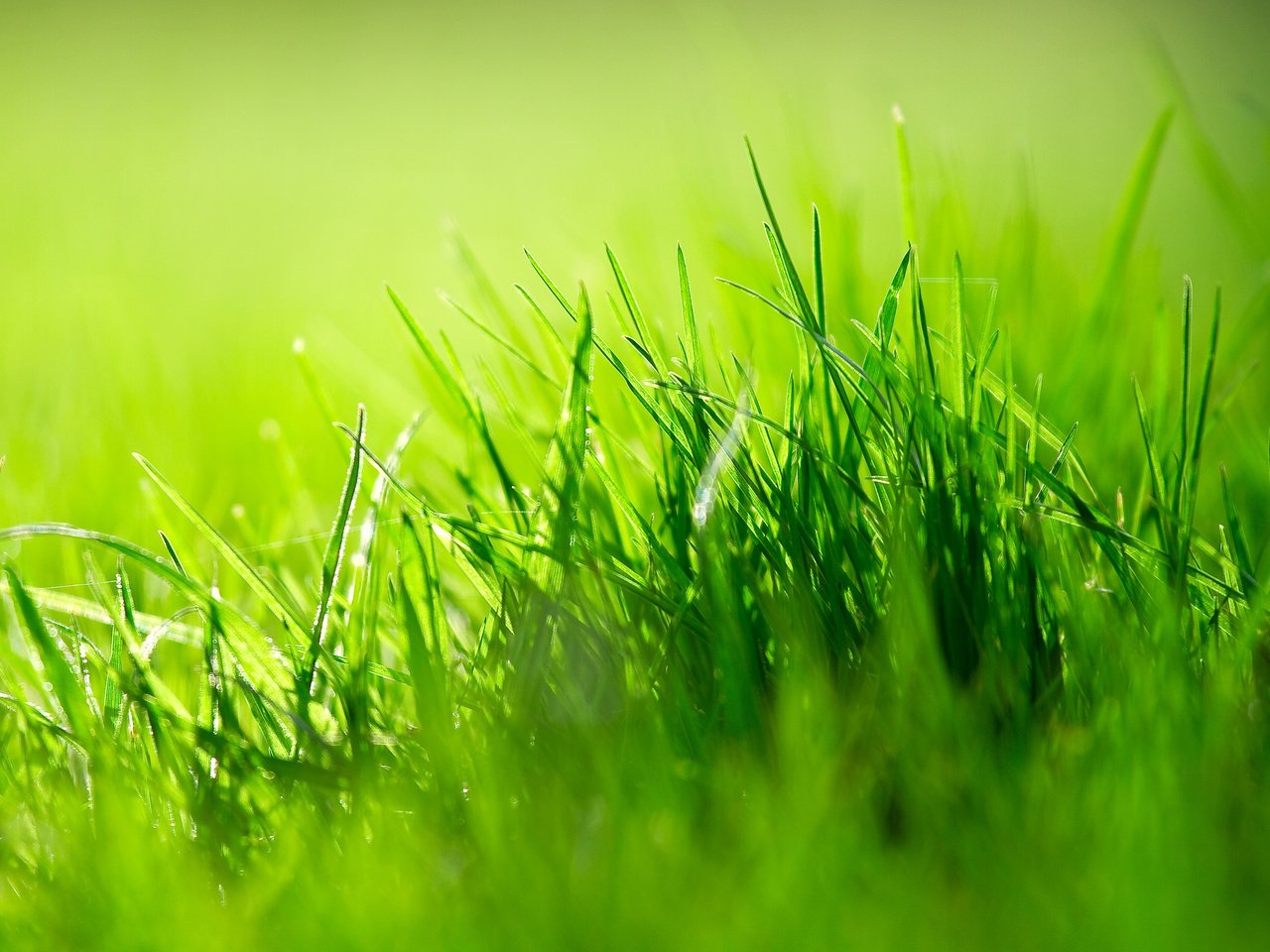 Обои трава, природа, зелень, размытость, grass, nature, greens, blur разрешение 3840x2400 Загрузить