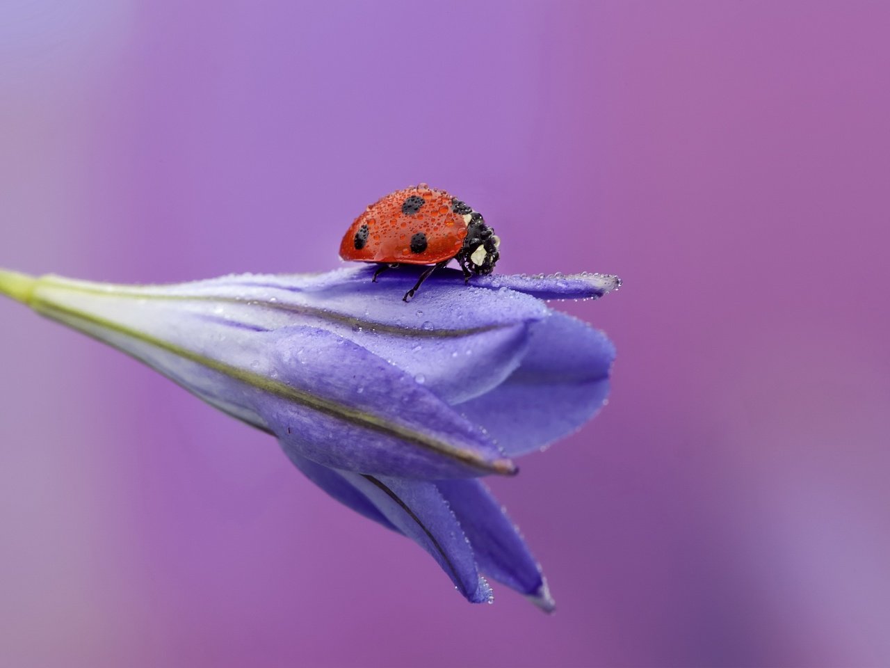 Обои жук, макро, насекомое, цветок, роса, божья коровка, бутон, beetle, macro, insect, flower, rosa, ladybug, bud разрешение 3000x2000 Загрузить