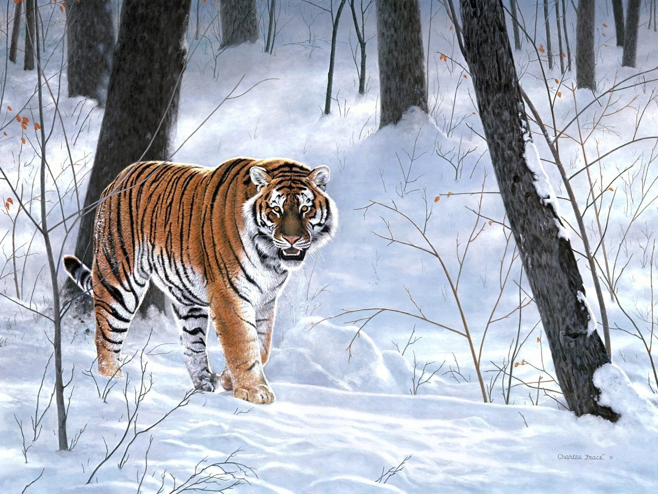 Обои тигр, снег, лес, зима, животные, тайга, живопись, emperor of siberia, charles frace, tiger, snow, forest, winter, animals, taiga, painting разрешение 2410x1775 Загрузить