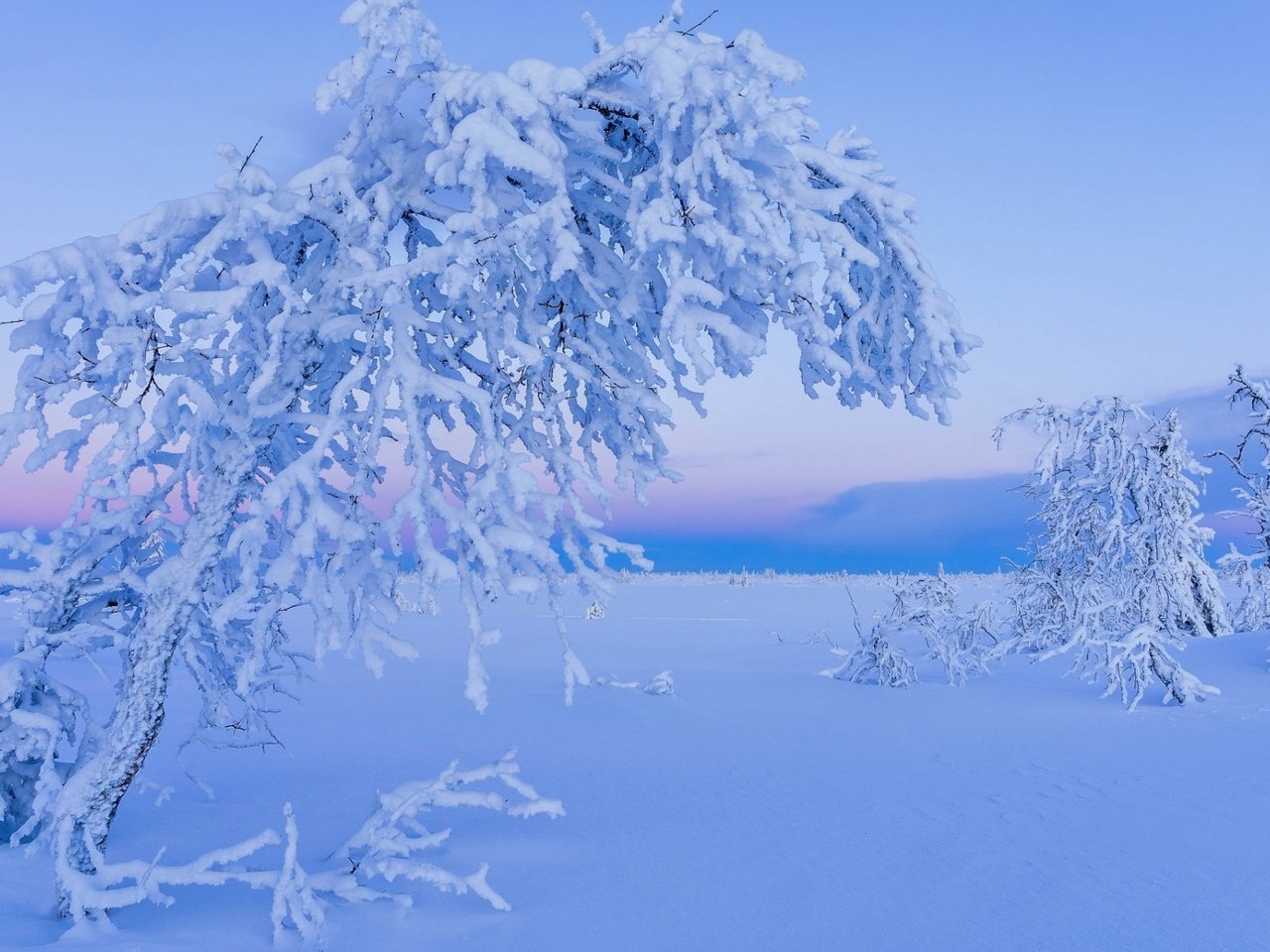 Обои деревья, снег, природа, зима, иней, лапландия, trees, snow, nature, winter, frost, lapland разрешение 1920x1200 Загрузить