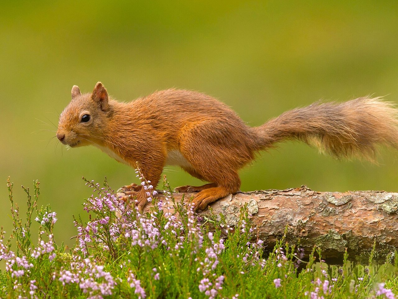 Обои цветы, белка, хвост, белочка, грызун, flowers, protein, tail, squirrel, rodent разрешение 1920x1200 Загрузить