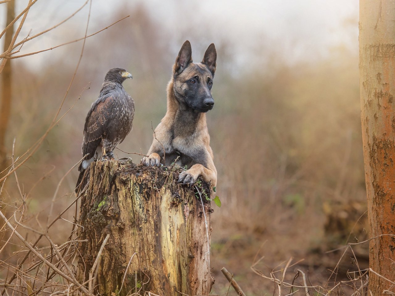 Обои трава, ворона, природа, малинуа, лес, бельгийская овчарка, животные, tanja brandt, осень, собака, птица, дружба, grass, crow, nature, malinois, forest, belgian shepherd, animals, autumn, dog, bird, friendship разрешение 1920x1200 Загрузить