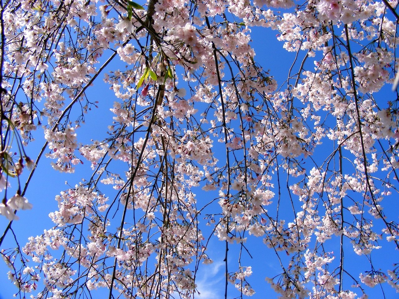 Обои небо, цветение, ветки, весна, the sky, flowering, branches, spring разрешение 3072x2304 Загрузить