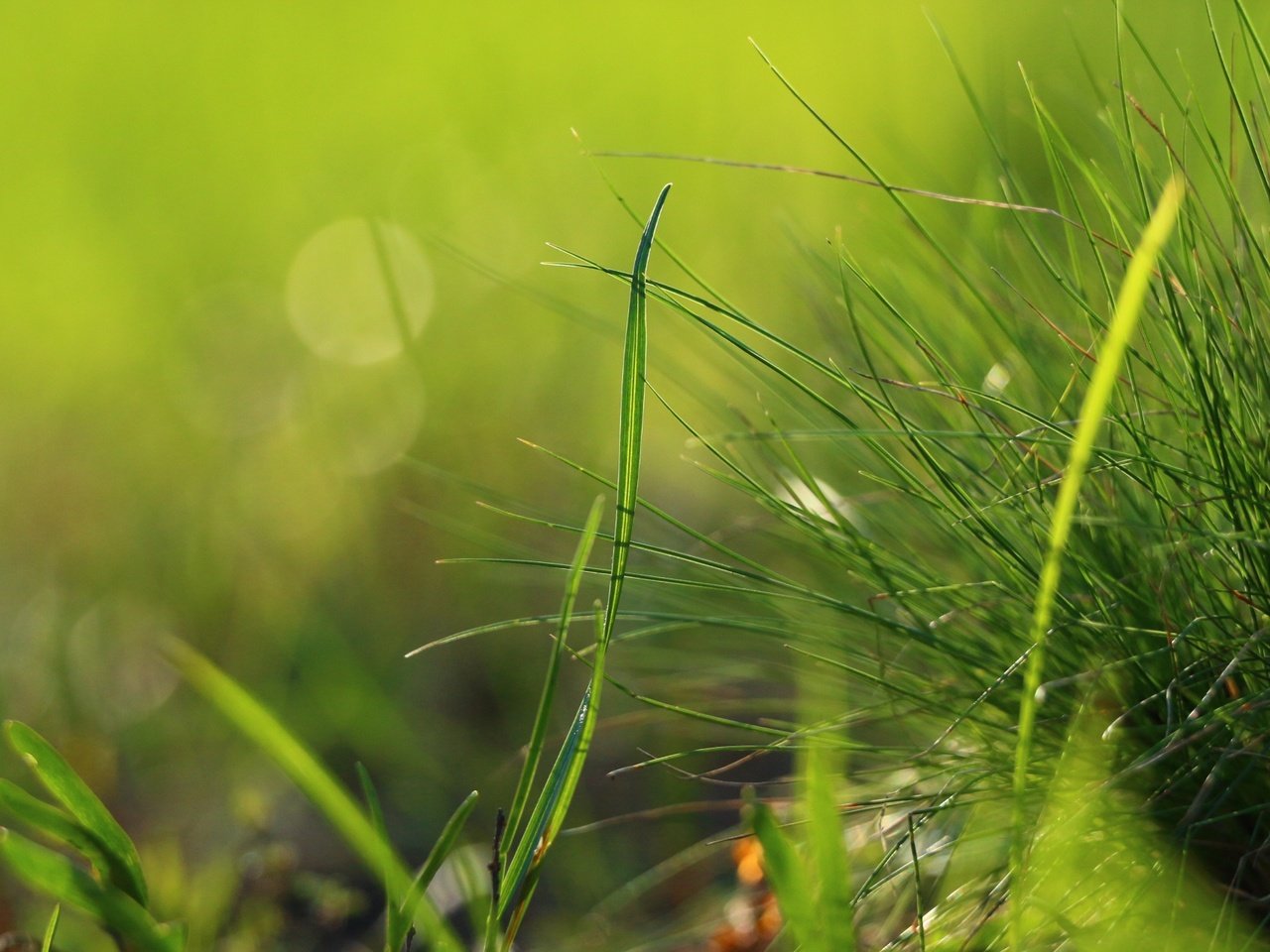 Обои трава, природа, зелень, макро, травинки, grass, nature, greens, macro разрешение 1920x1280 Загрузить