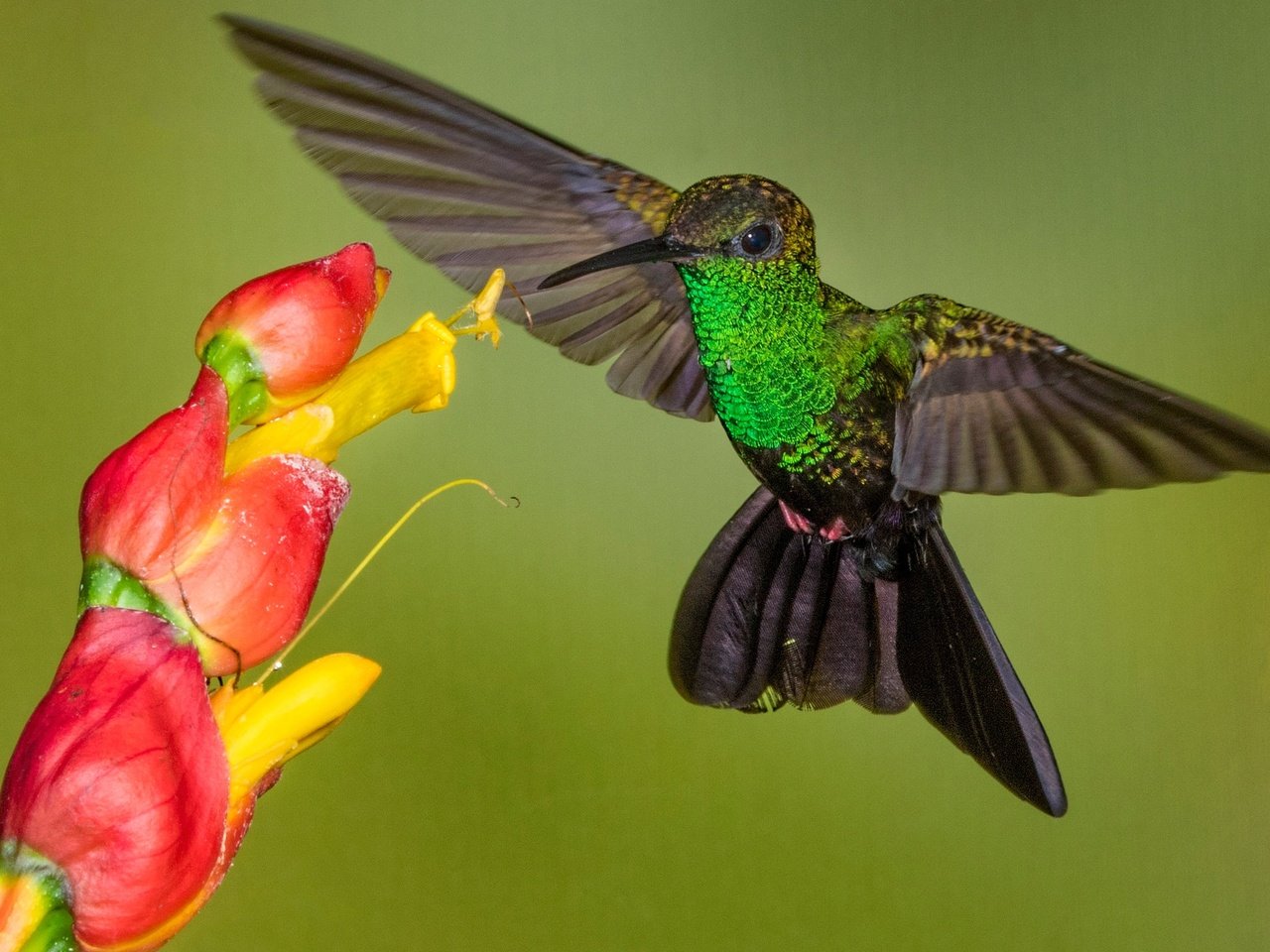 Обои цветок, крылья, птица, клюв, колибри, колибри-халибура, flower, wings, bird, beak, hummingbird, hummingbird-chalybura разрешение 2048x1307 Загрузить