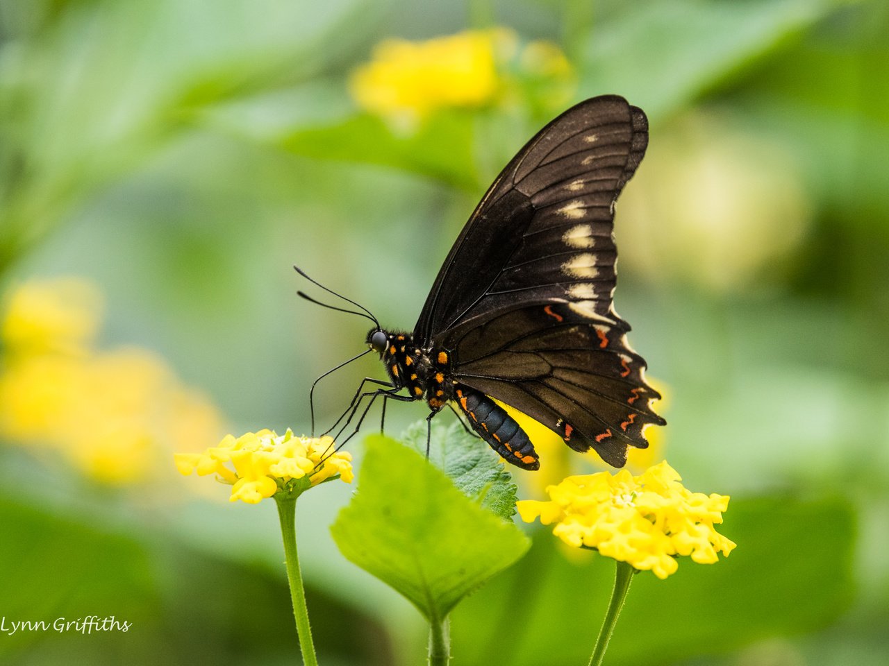 Обои цветы, листья, насекомое, бабочка, крылья, размытость, lynn griffiths, flowers, leaves, insect, butterfly, wings, blur разрешение 5036x3362 Загрузить