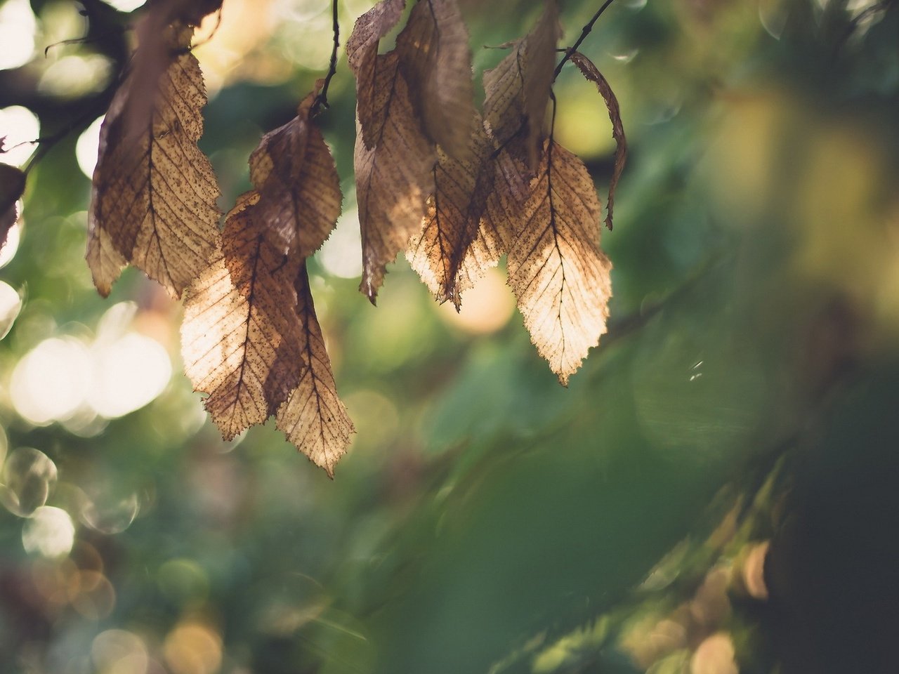 Обои листья, макро, осень, размытость, leaves, macro, autumn, blur разрешение 1920x1200 Загрузить