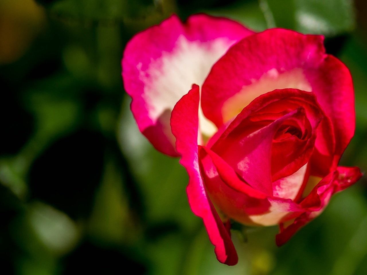 Обои макро, цветок, роза, лепестки, бутон, боке, macro, flower, rose, petals, bud, bokeh разрешение 3000x2115 Загрузить