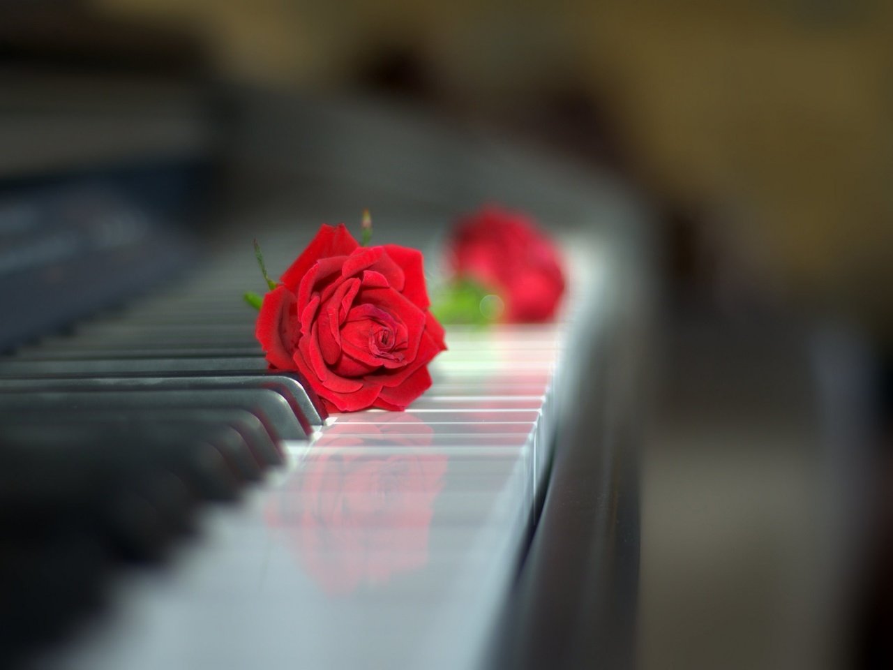 Обои роза, клавиатура, бутон, пианино, красная роза, боке, rose, keyboard, bud, piano, red rose, bokeh разрешение 2048x1358 Загрузить