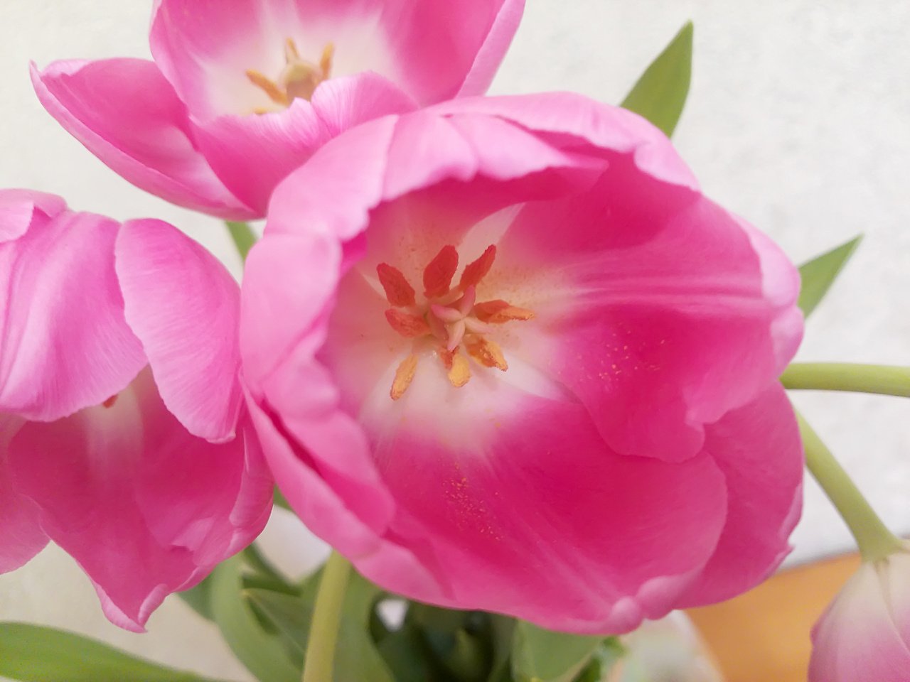 Обои тюльпаны розовый фон светлый, tulips pink background light разрешение 4160x3120 Загрузить